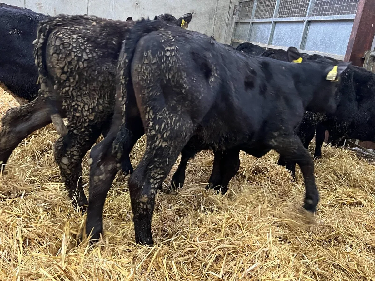 80 Aberdeen Angus Bulls - Image 3