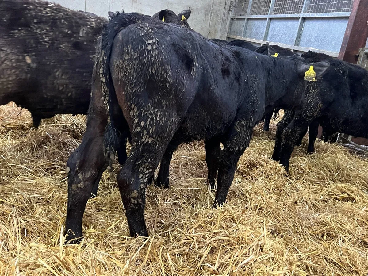 80 Aberdeen Angus Bulls - Image 4