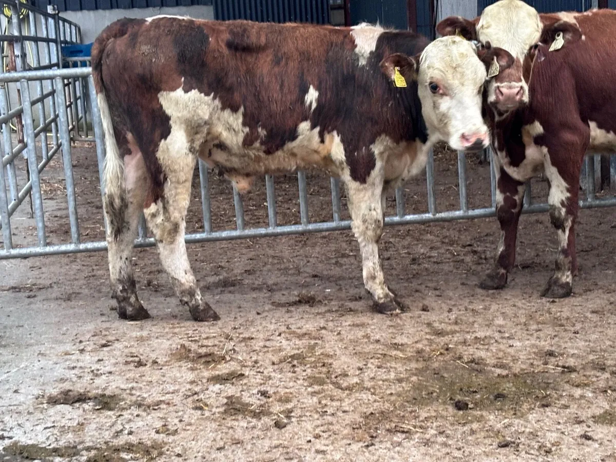 7 Hereford & Angus bull Weanlings for sale - Image 1