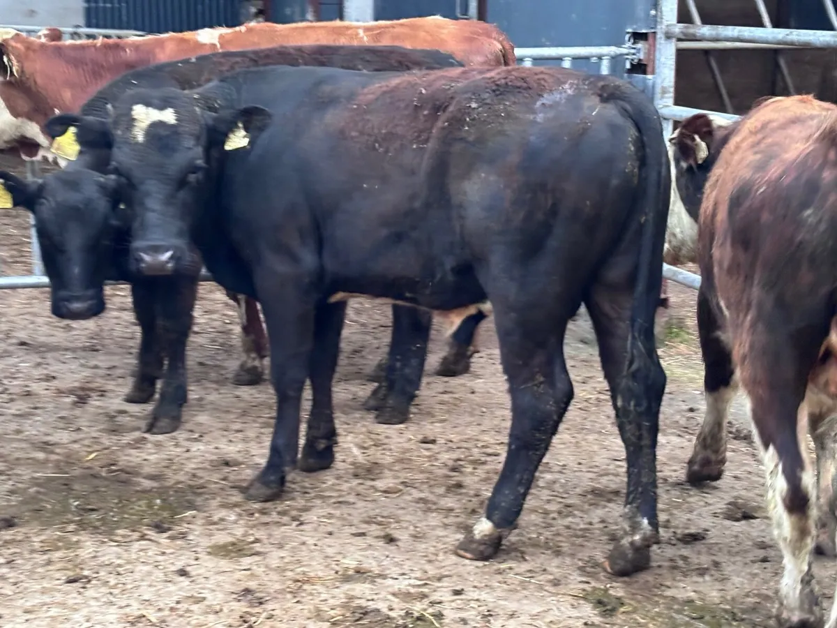 7 Hereford & Angus bull Weanlings for sale - Image 3