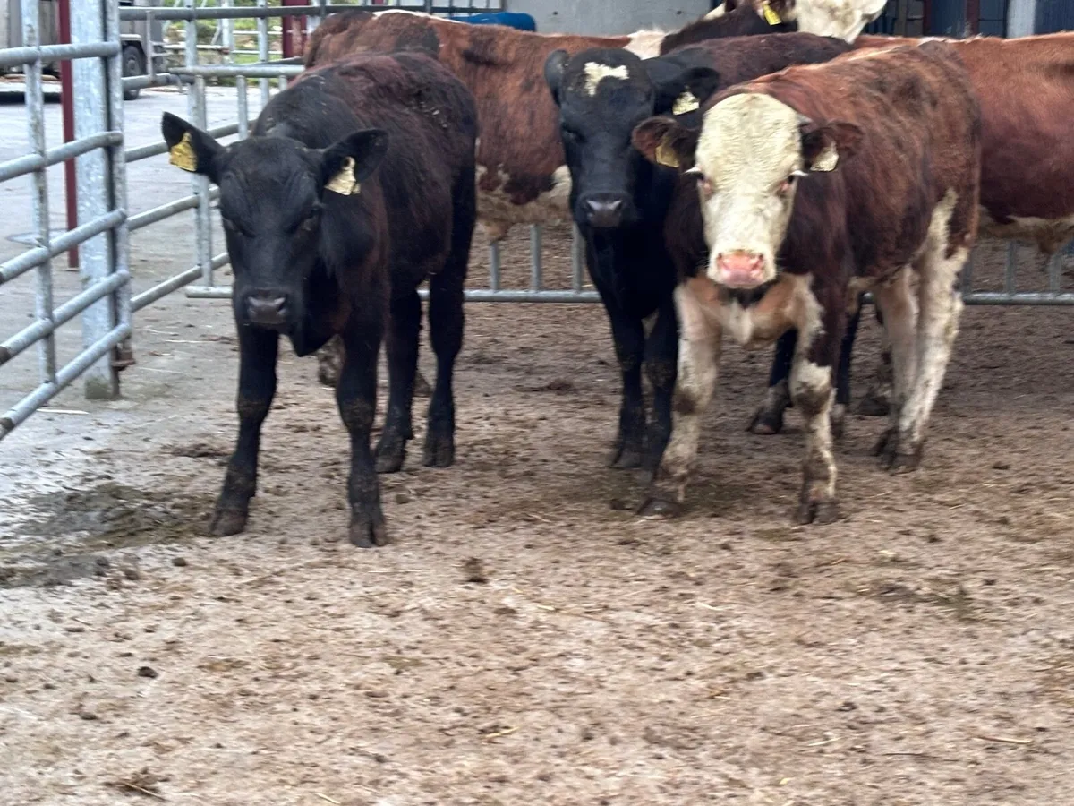 7 Hereford & Angus bull Weanlings for sale - Image 4