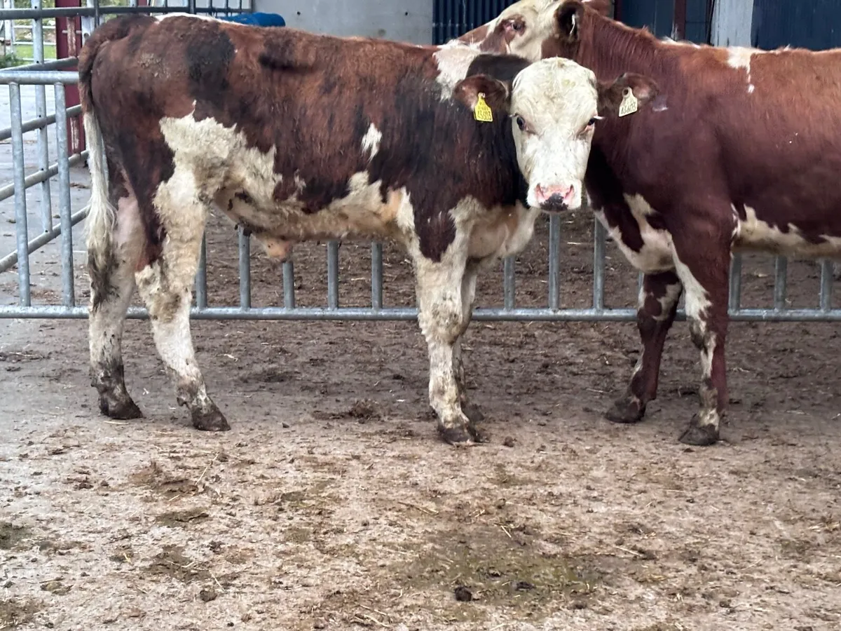 7 Hereford & Angus bull Weanlings for sale - Image 2