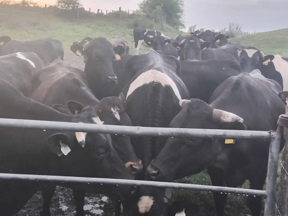 22 friesian store bullocks - Image 3