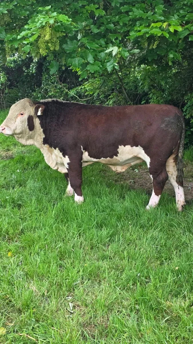 3 x PBR Hereford Bulls For Sale - Image 3