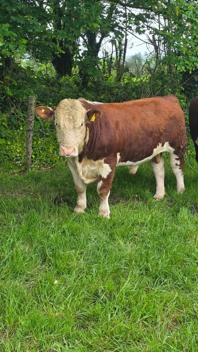 3 x PBR Hereford Bulls For Sale - Image 2