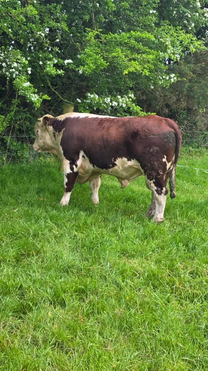 3 x PBR Hereford Bulls For Sale - Image 4