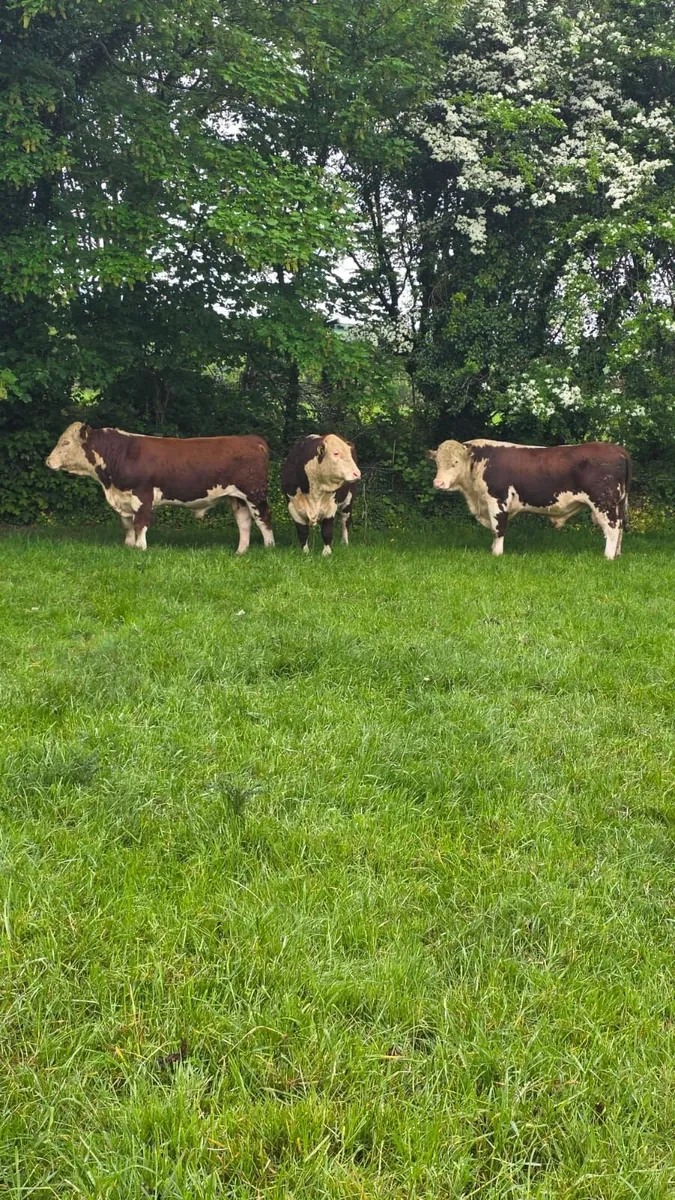 3 x PBR Hereford Bulls For Sale - Image 1