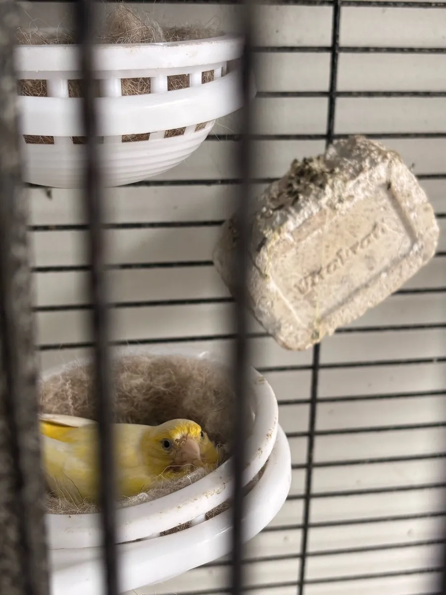 Canaries 25 each  and gold finches 40 each - Image 3