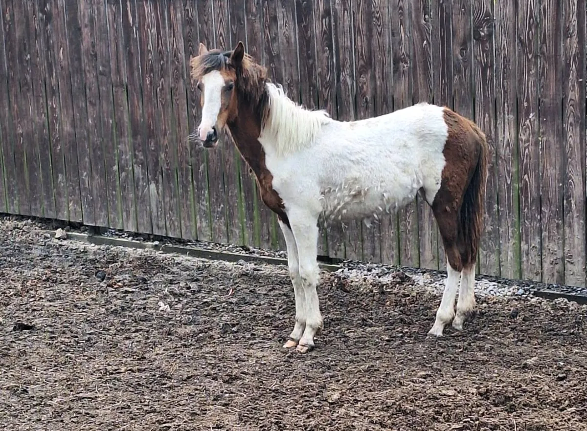 11 month old sports horse filly - Image 1