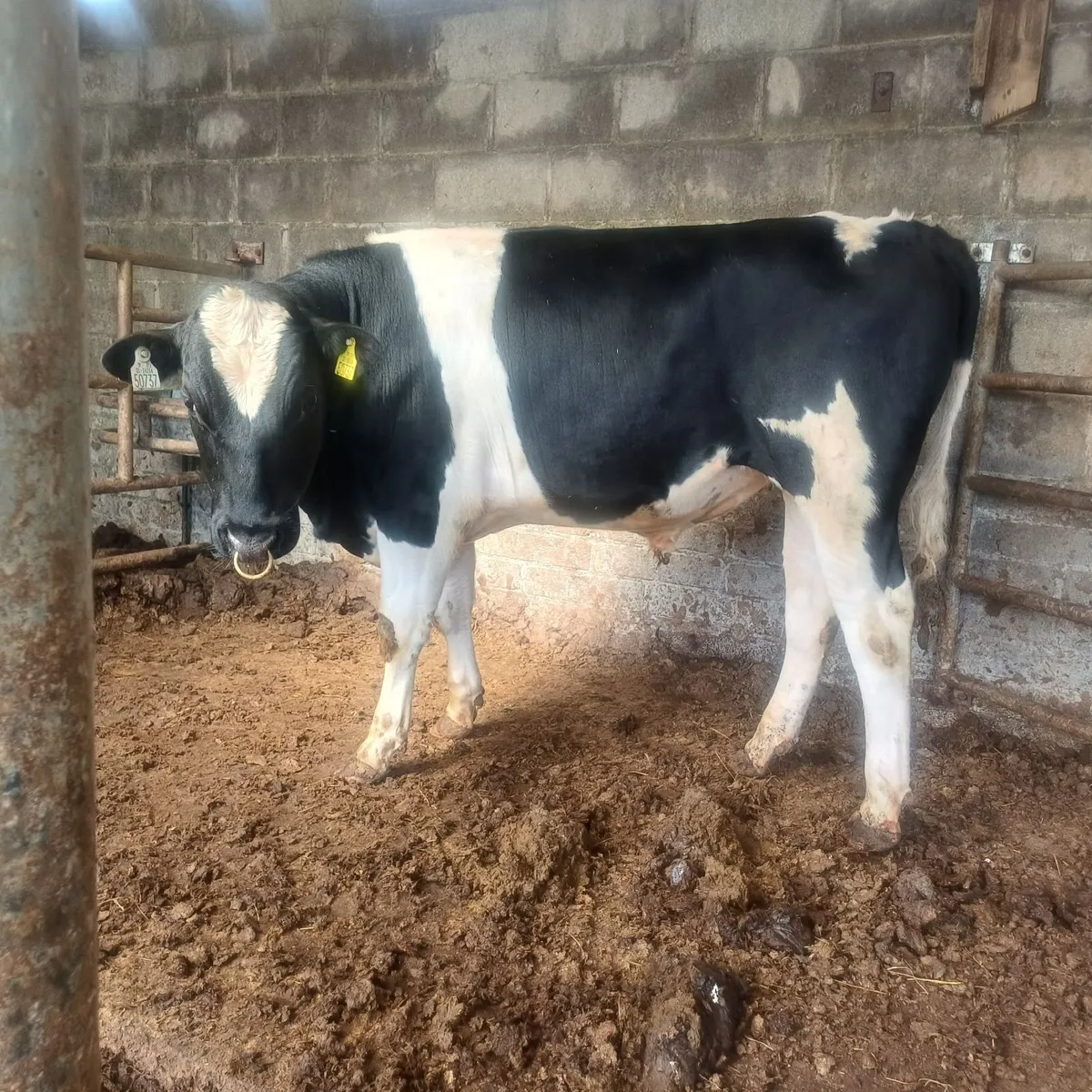 Friesian bull - Image 2