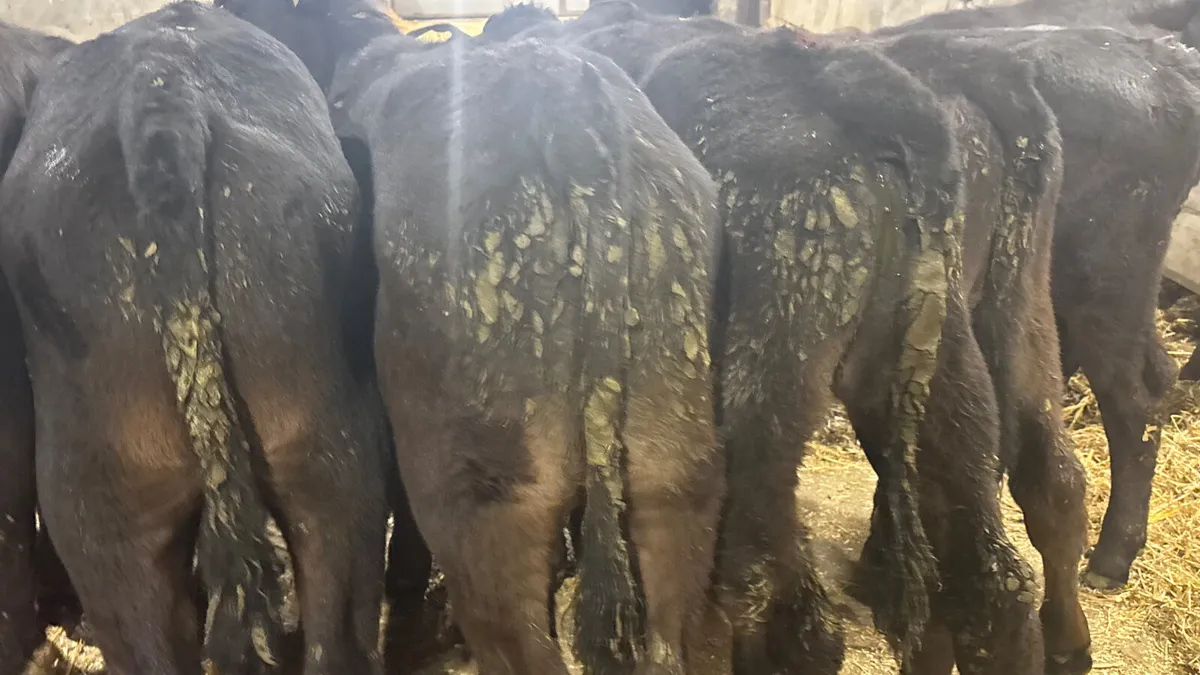 11 Quality Aberdeen Angus Bull Runners - Image 4
