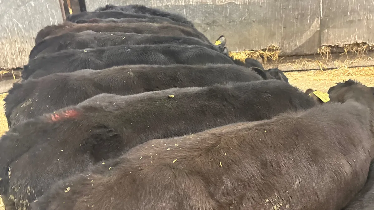 11 Quality Aberdeen Angus Bull Runners - Image 2