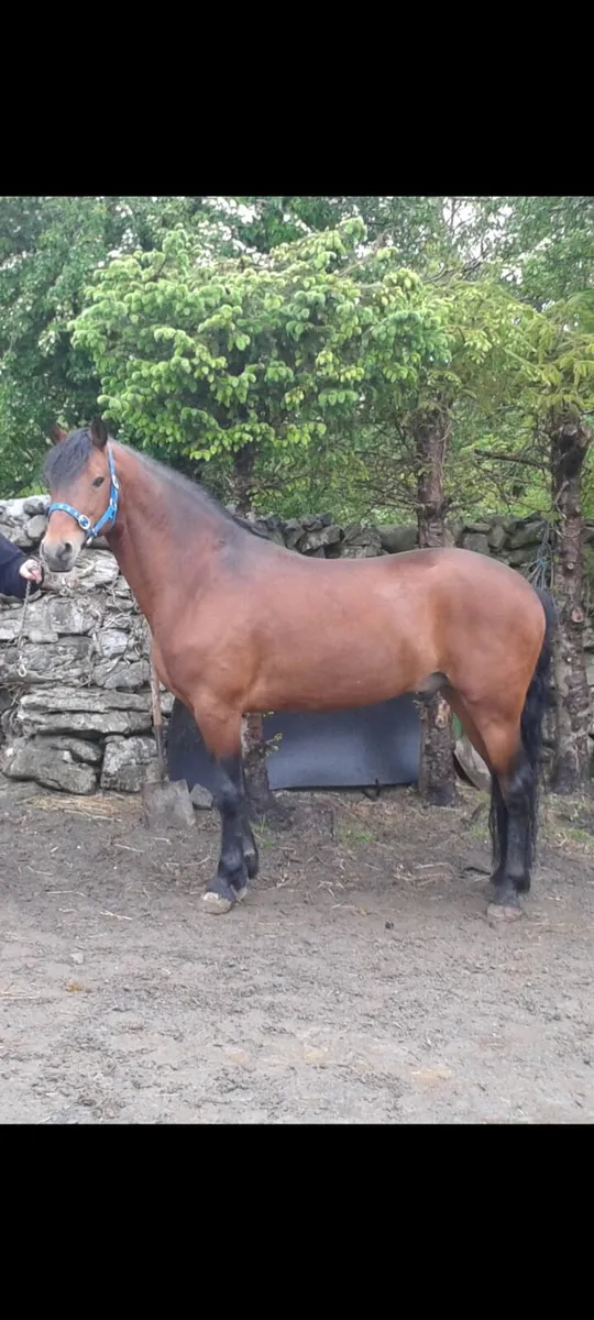 Pony - Image 1