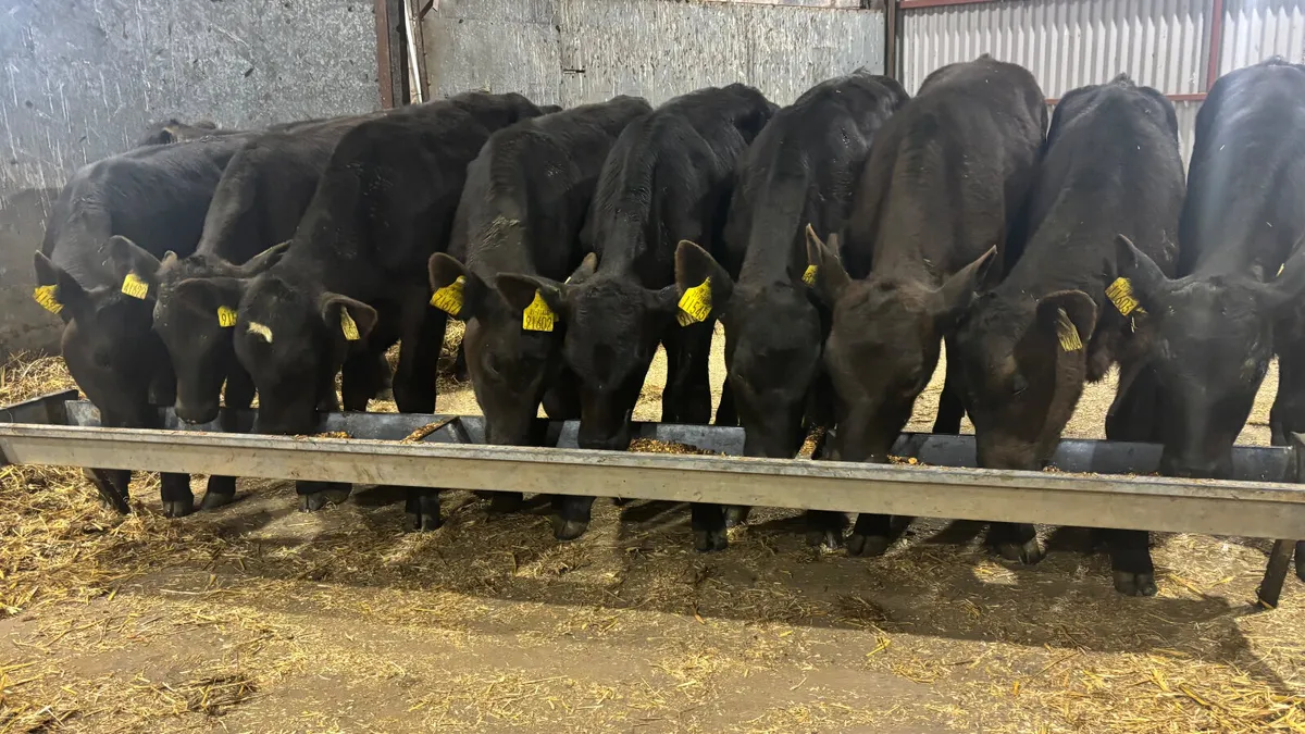 11 Quality Aberdeen Angus Bull Runners - Image 3