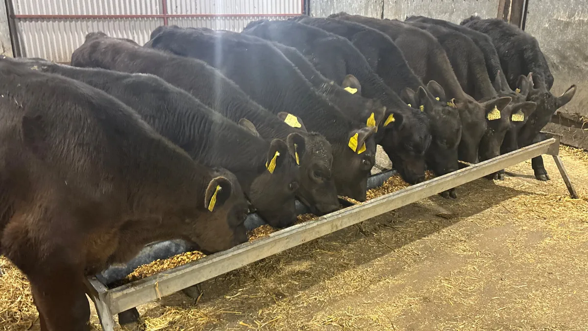 11 Quality Aberdeen Angus Bull Runners - Image 1