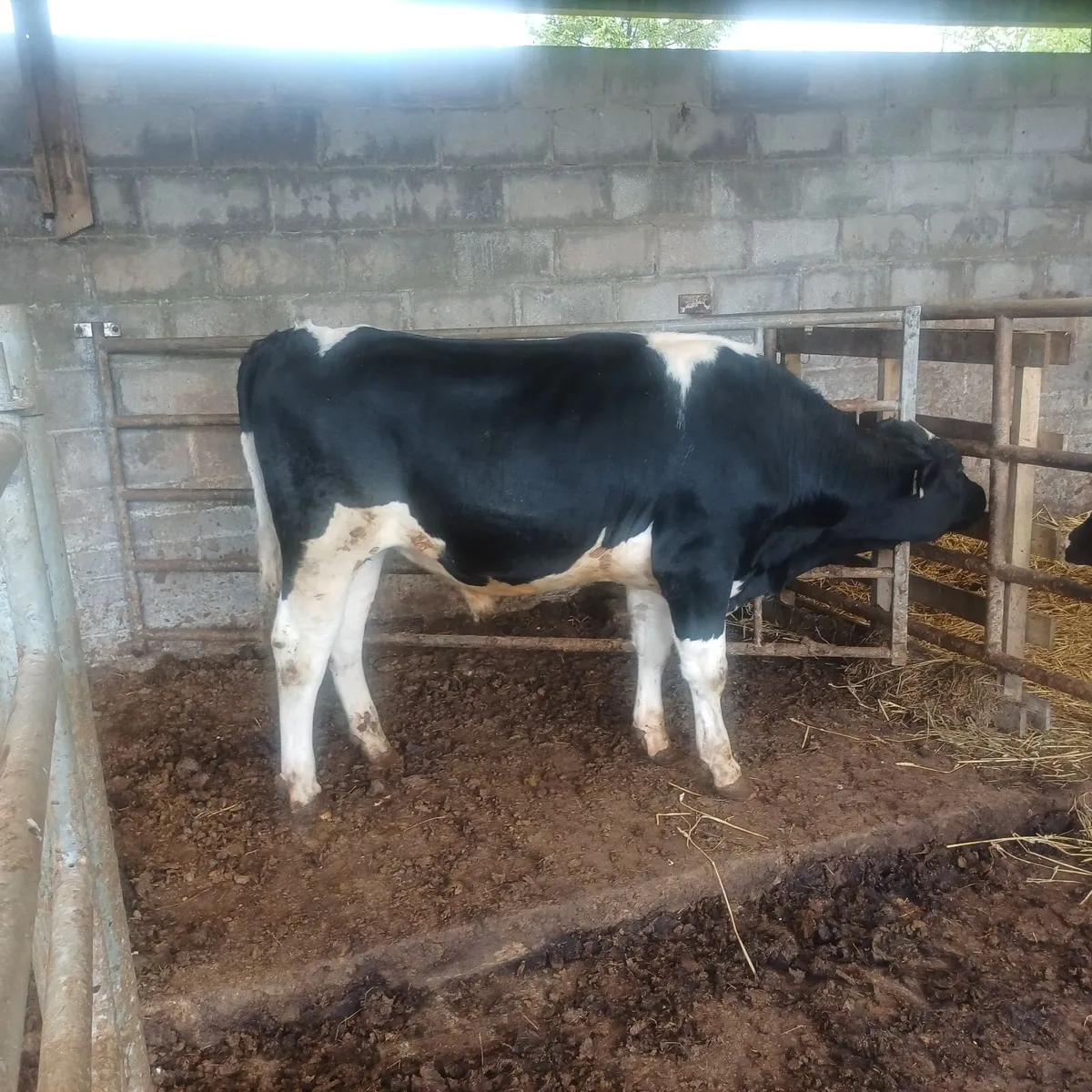 Friesian bull - Image 3