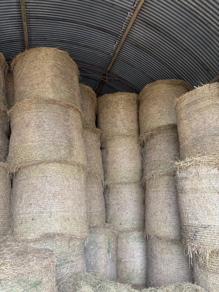 Hay - Image 1