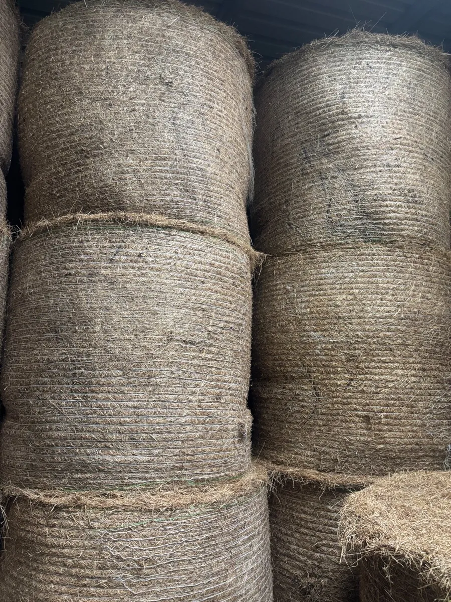 Hay - Image 2