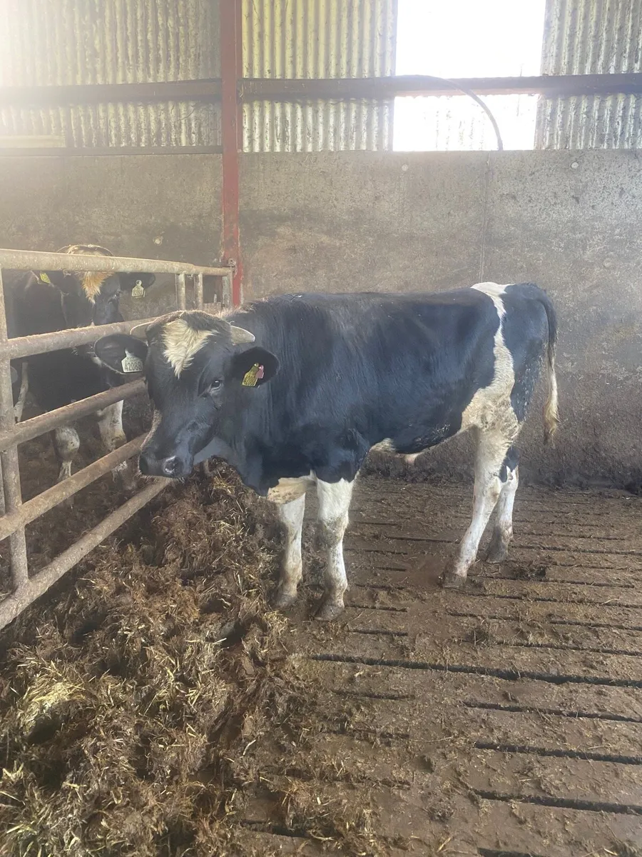 Vasectomised Bull