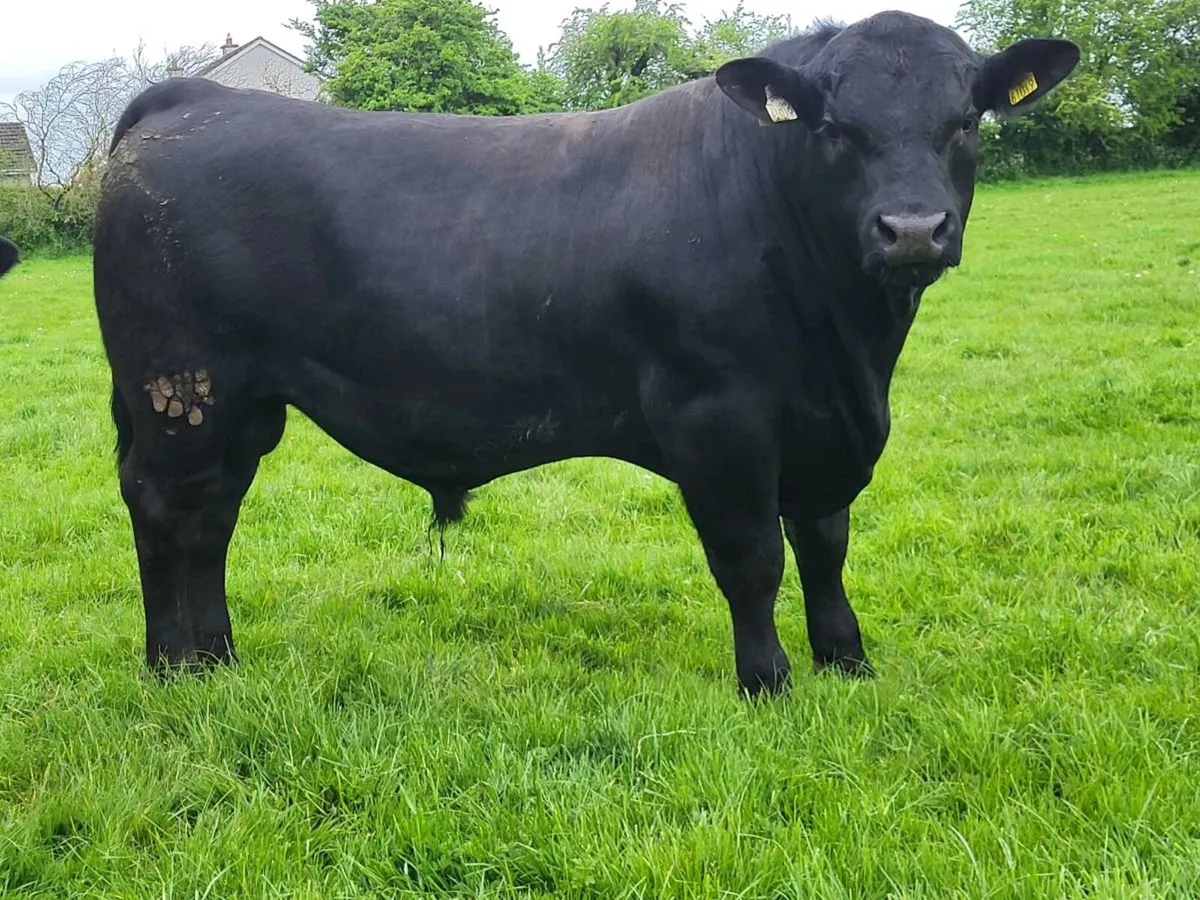 Bulls - Image 1