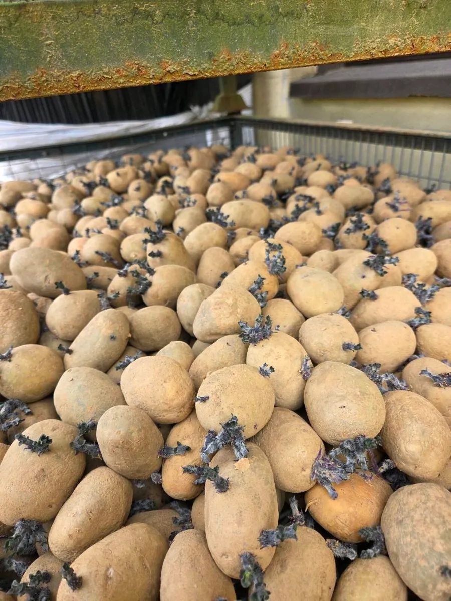 Markies Potato Seed - Image 1