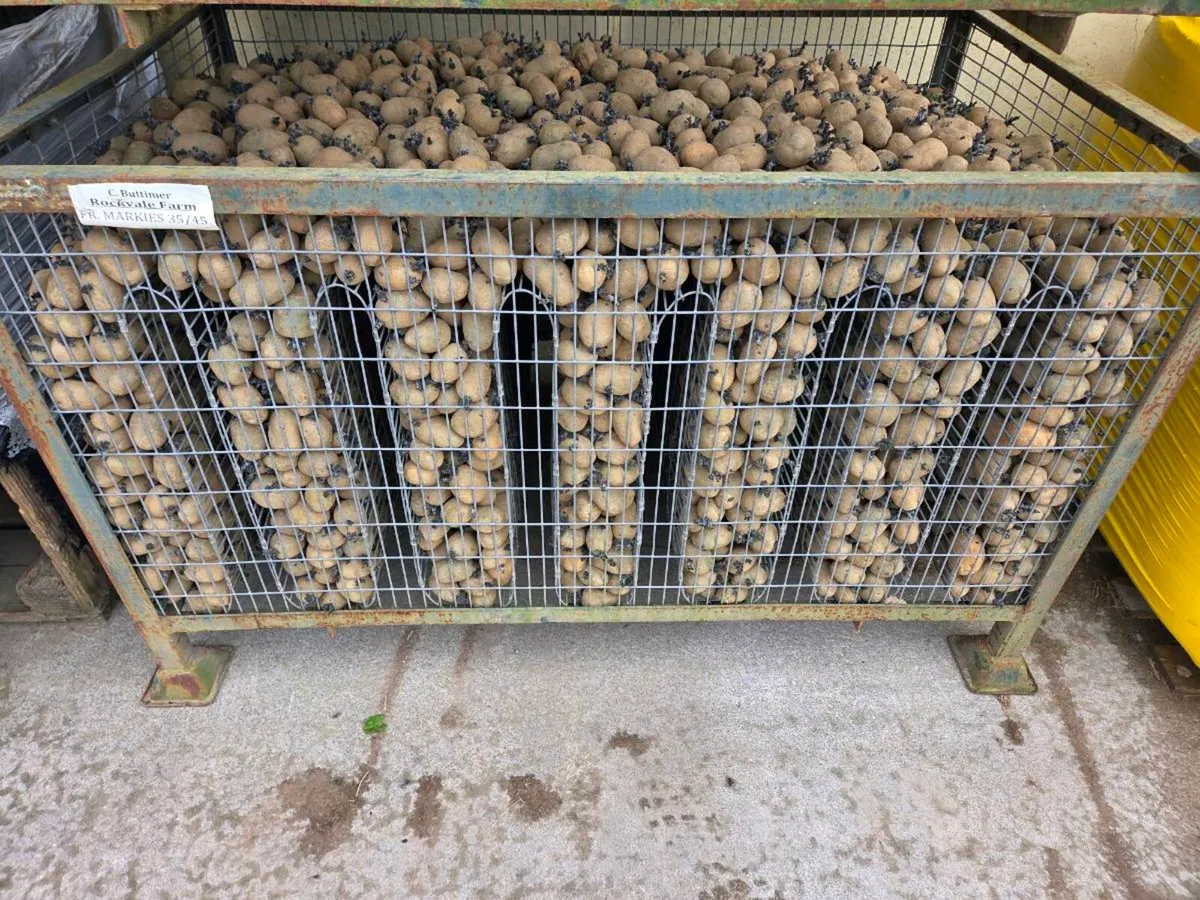 Markies Potato Seed - Image 2