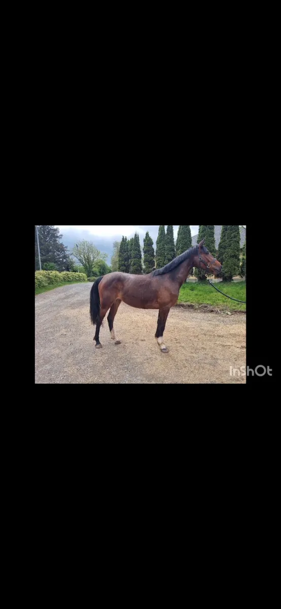 Very Promising 3 year old Mare - Image 1