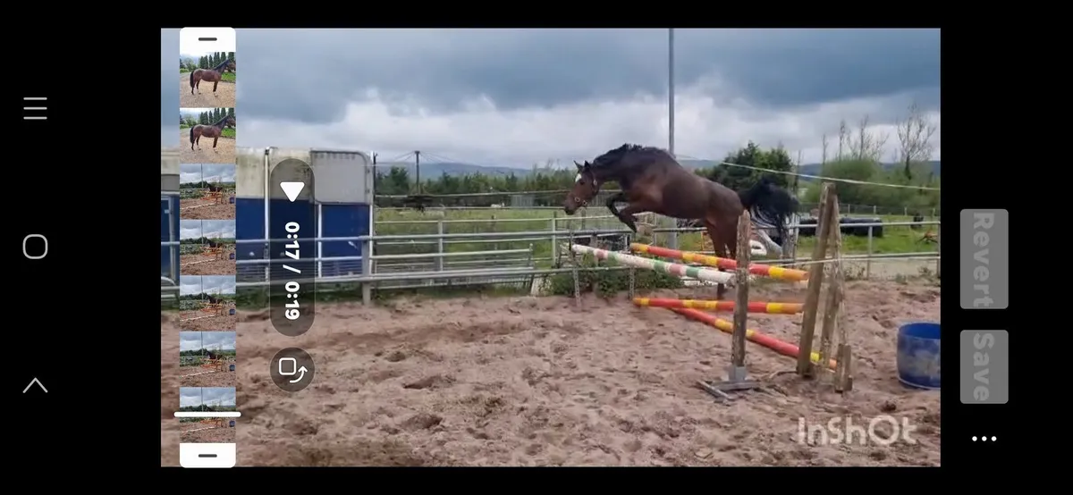 Very Promising 3 year old Mare - Image 2