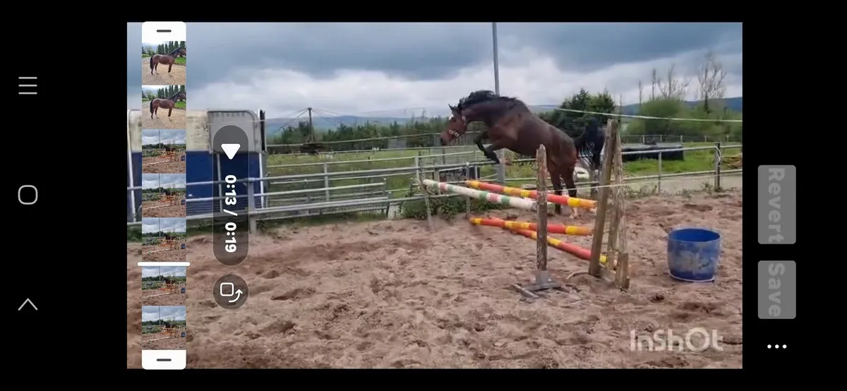 Very Promising 3 year old Mare - Image 3
