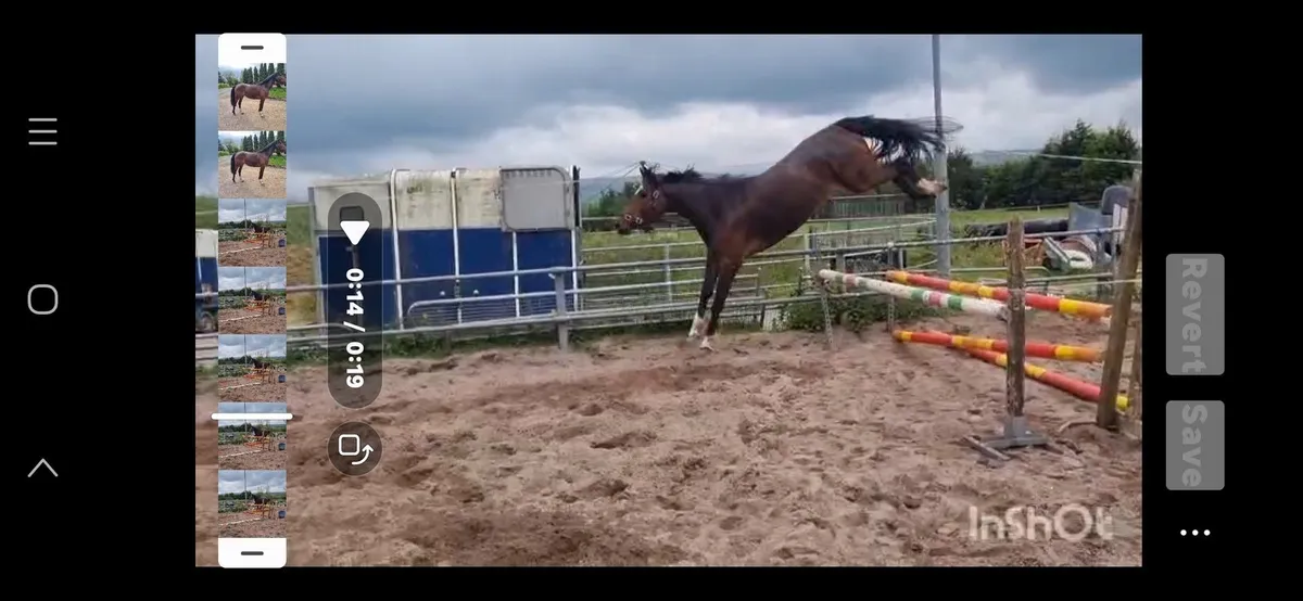 Very Promising 3 year old Mare - Image 4