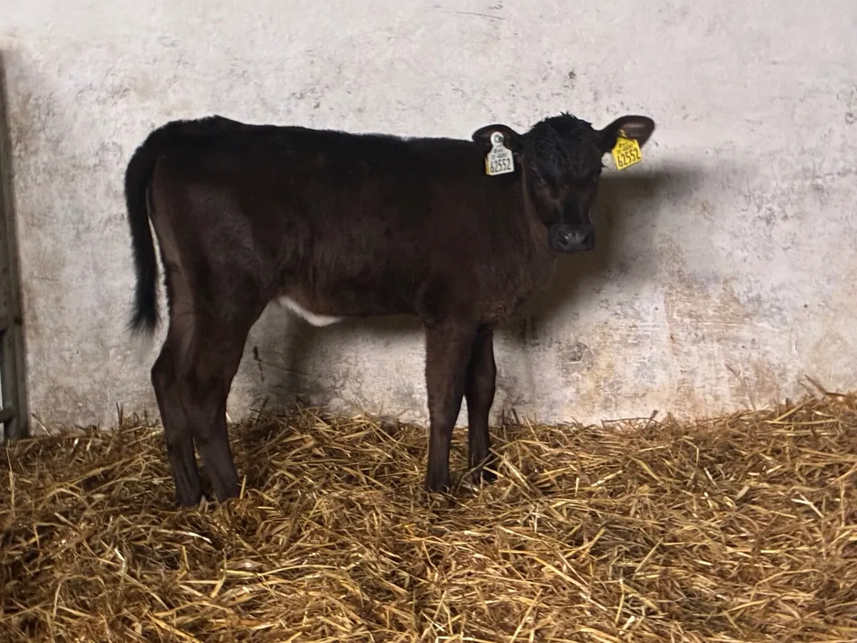 Heifer Calves - Image 3