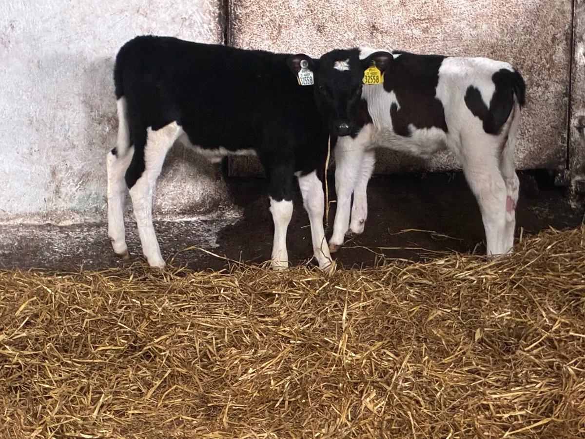 Heifer Calves - Image 4
