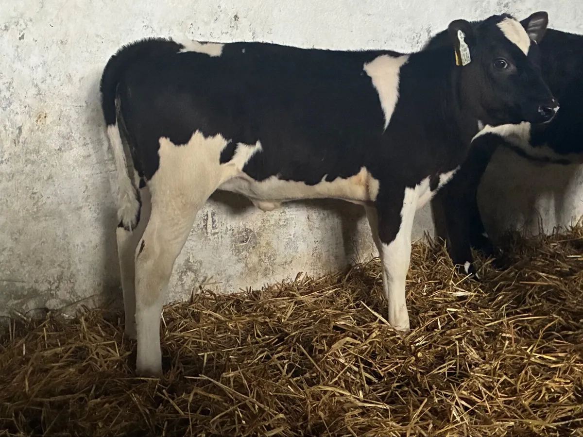 Heifer Calves - Image 2