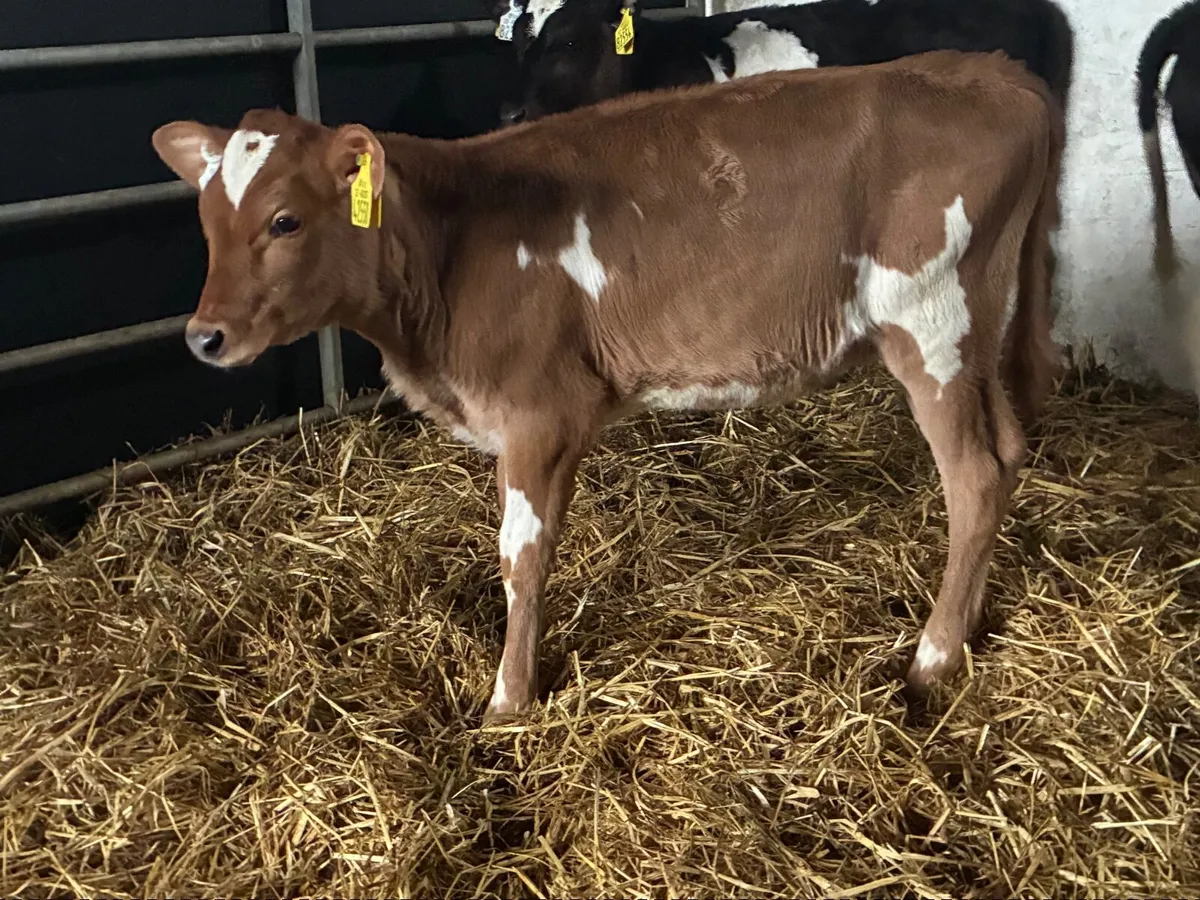 Heifer Calves - Image 1