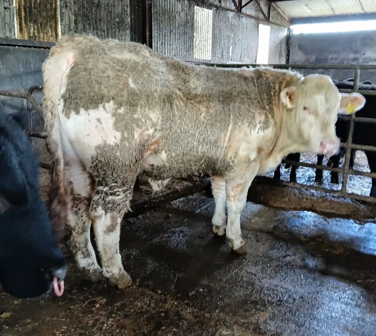 CH PBR Bull 5 star 🌟 - Image 2