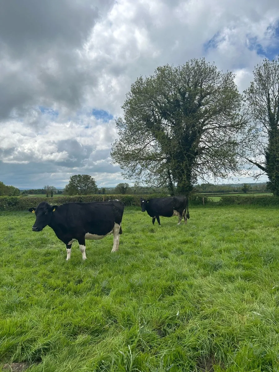 In calf cows - Image 2