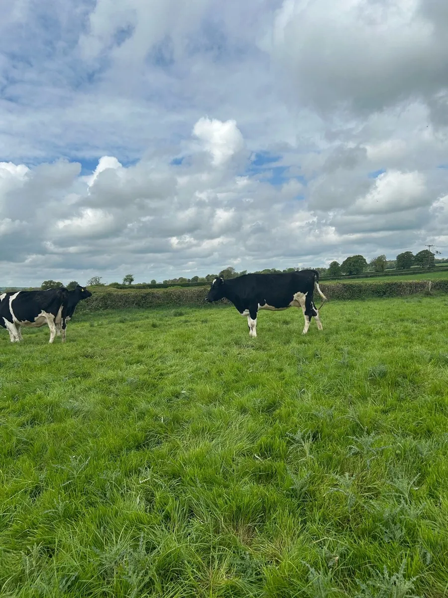 In calf cows - Image 3