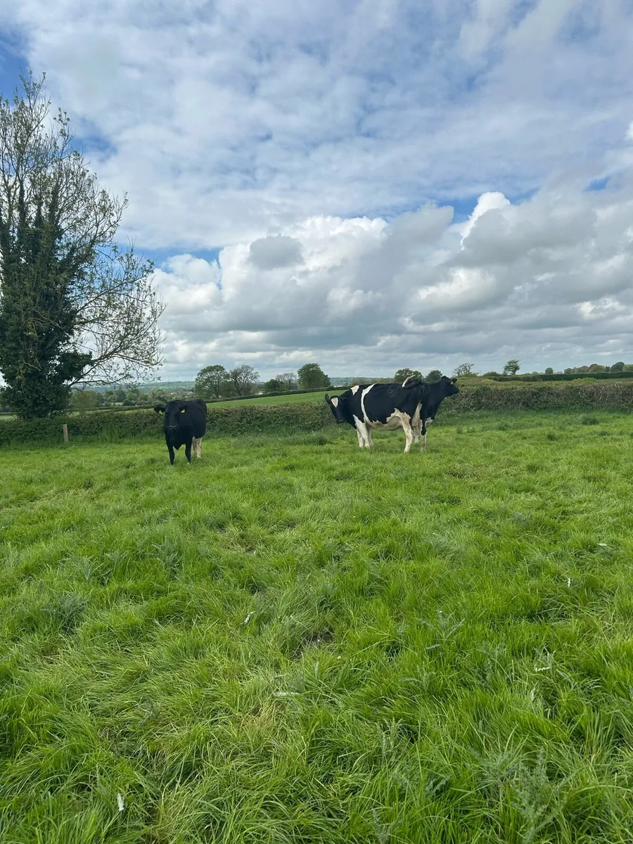 In calf cows - Image 4