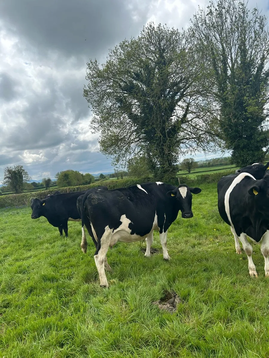 In calf cows - Image 1
