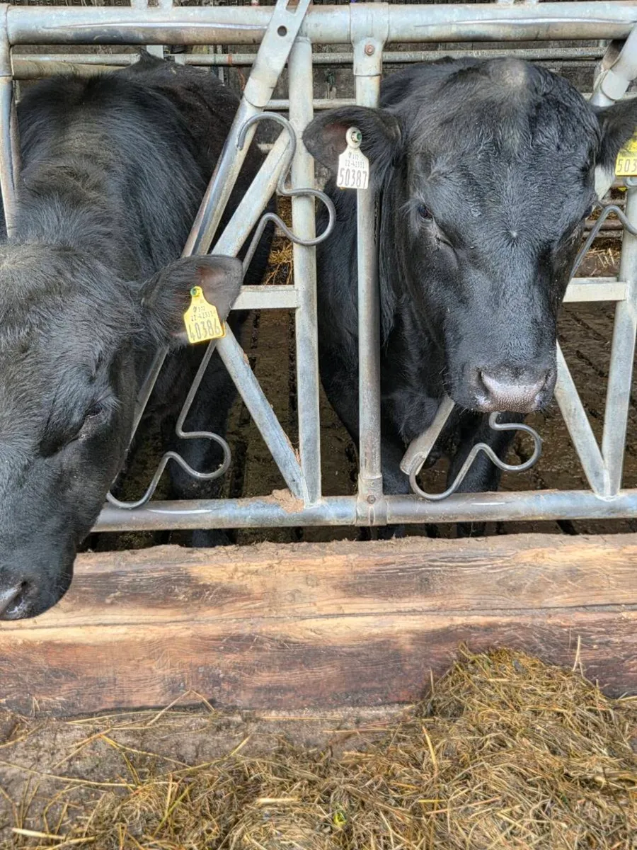 2 pure breed Aberdeen Angus bulls. - Image 1