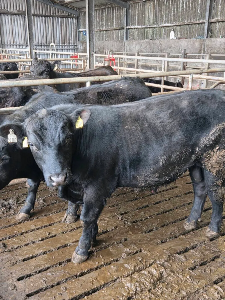 2 pure breed Aberdeen Angus bulls. - Image 2