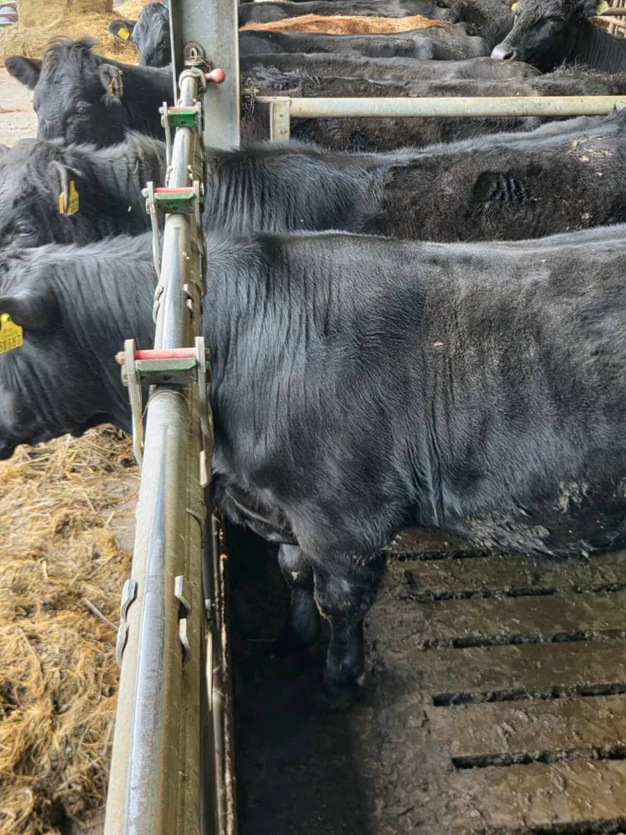 2 pure breed Aberdeen Angus bulls. - Image 3