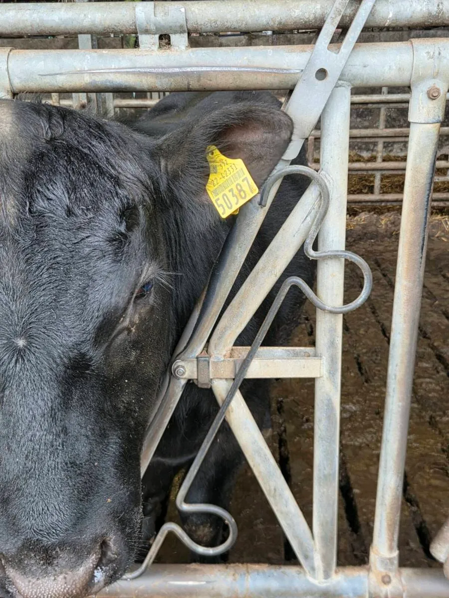 2 pure breed Aberdeen Angus bulls. - Image 4