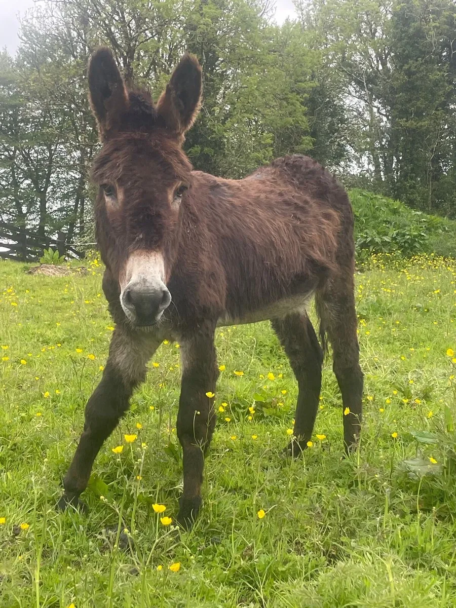 Jack Donkey