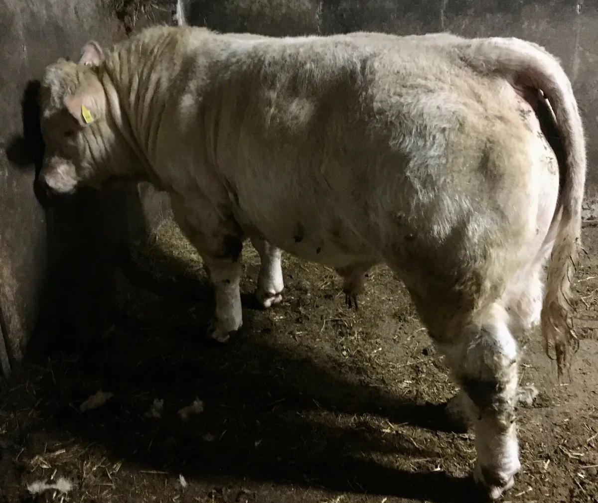 Pedigree Charolais Bull - Image 2