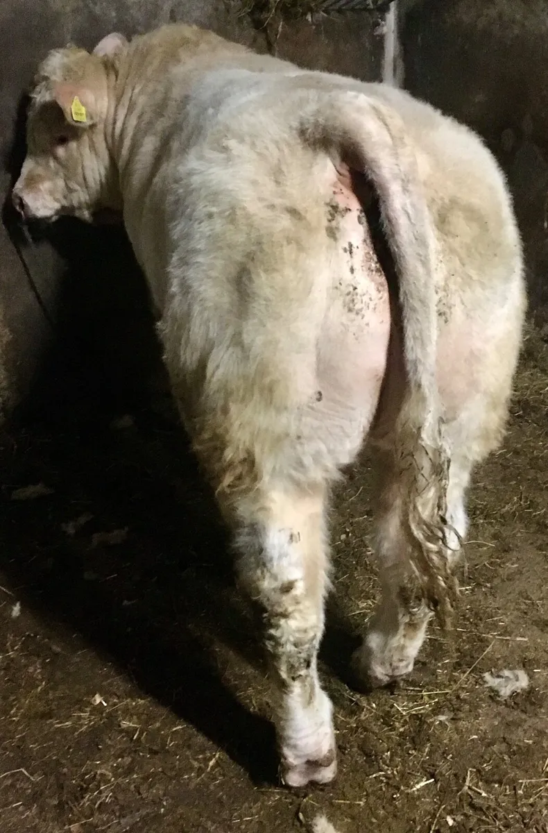 Pedigree Charolais Bull - Image 3