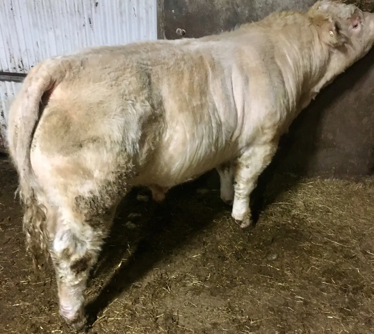 Pedigree Charolais Bull - Image 1