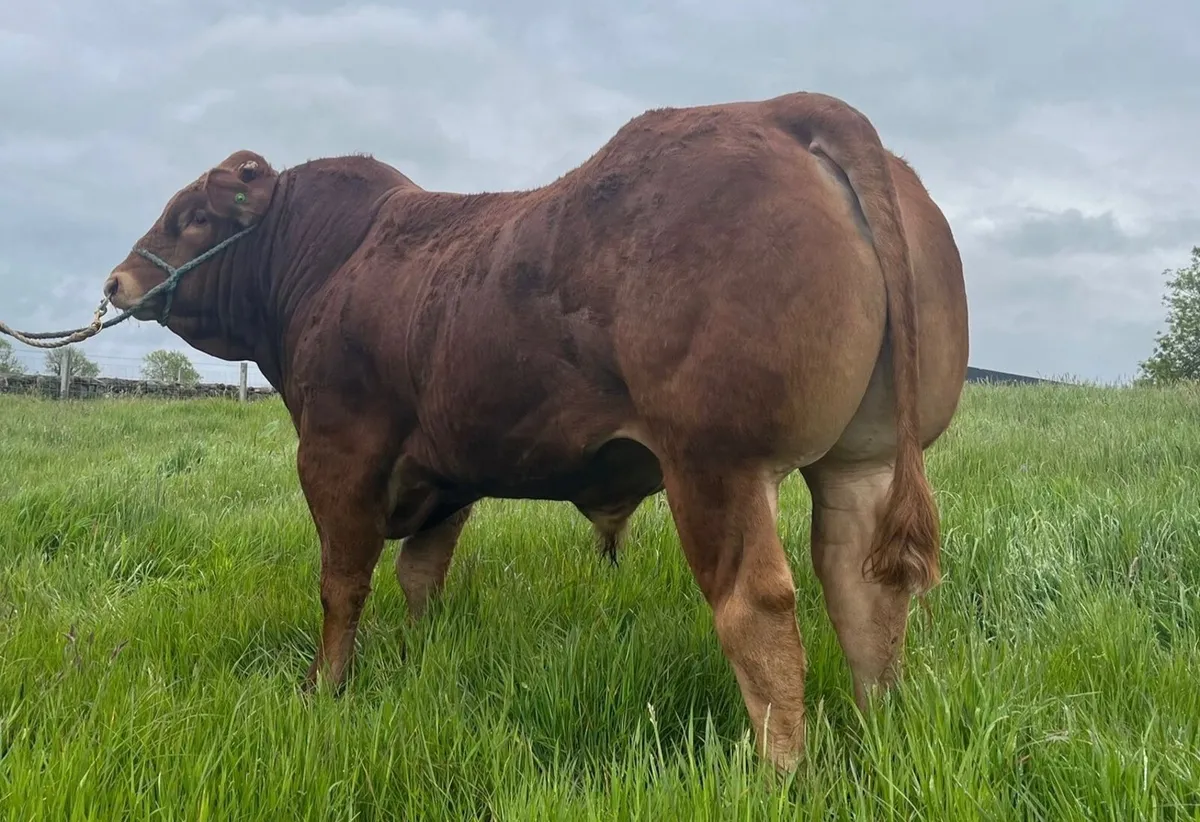Pedigree limousin bull - Image 1