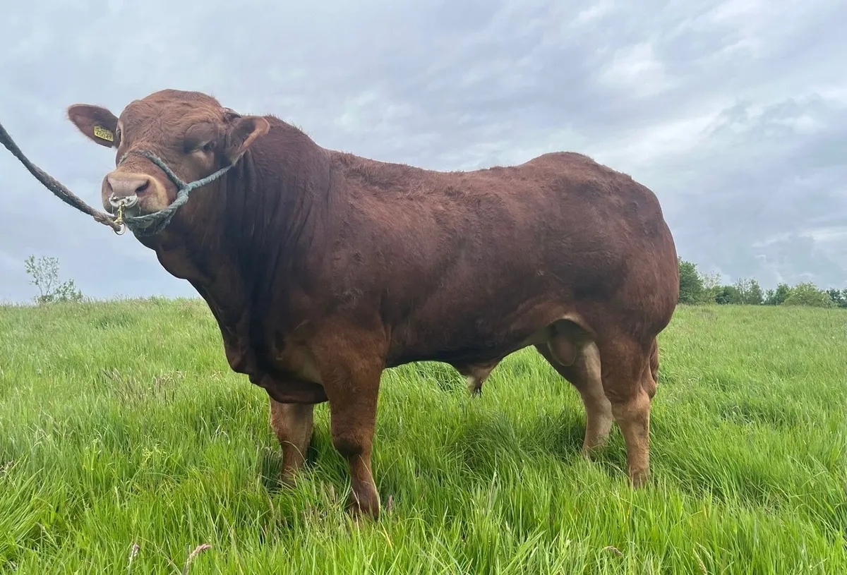 Pedigree limousin bull - Image 2