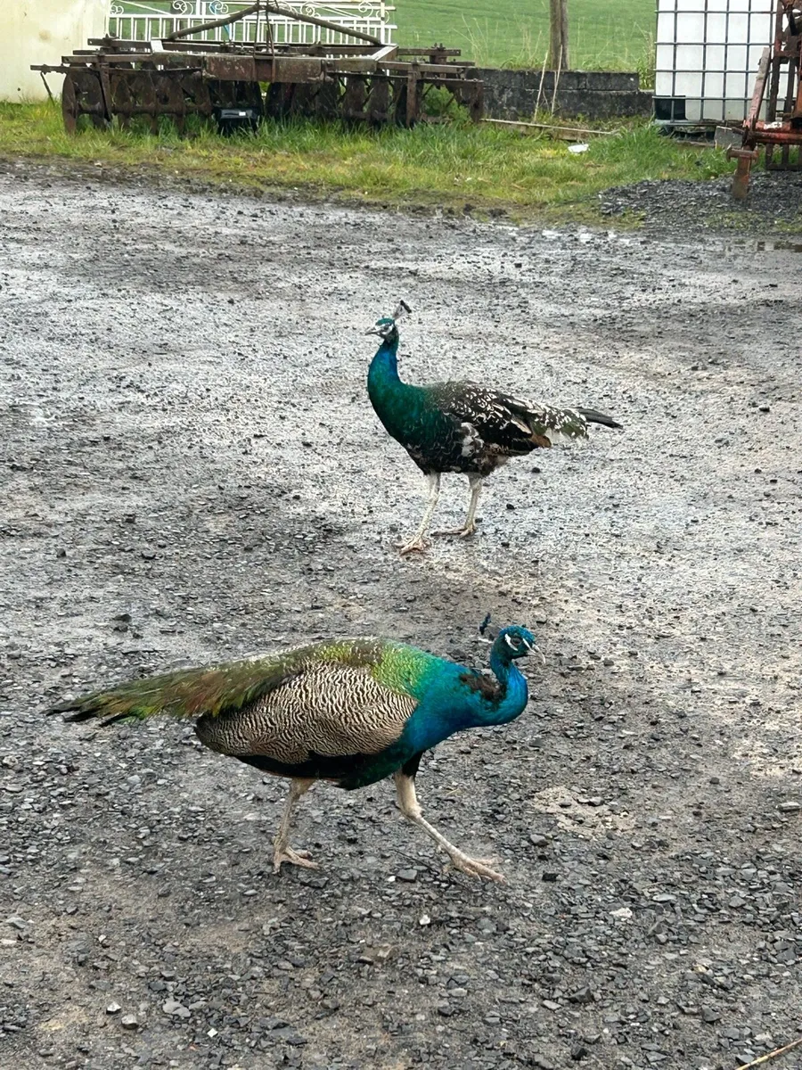 Peacocks